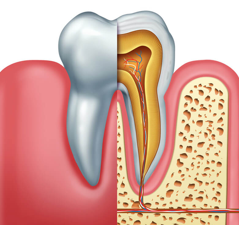 Human tooth anatomy dentistry medical concept as a cross section of a molar with nerves and root canal symbol as a 3D illustration